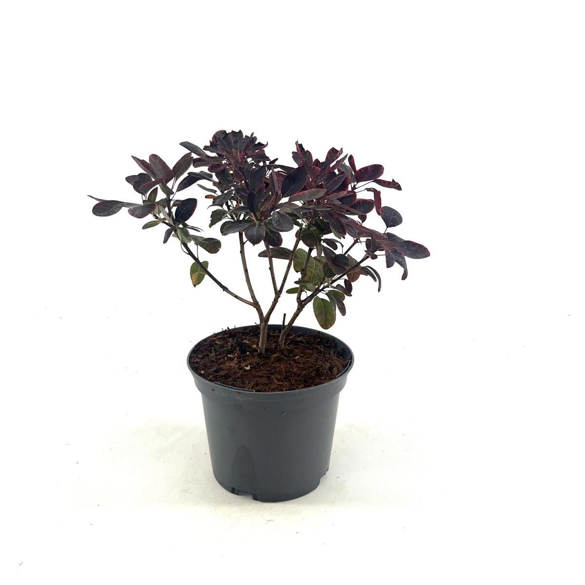 Cotinus cog. 'Royal Purple', D 17