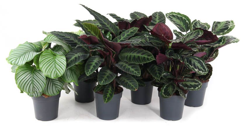 Mix Calathea 24cm, D 24