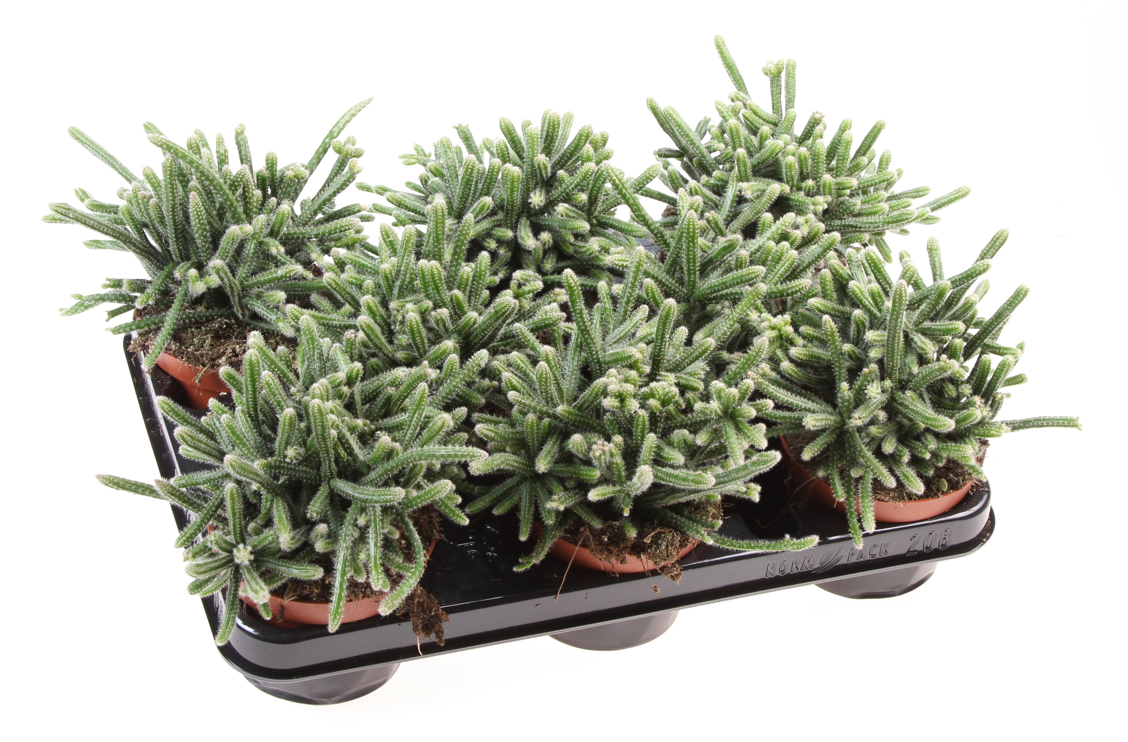 Rhipsalis horrida, D 10,5