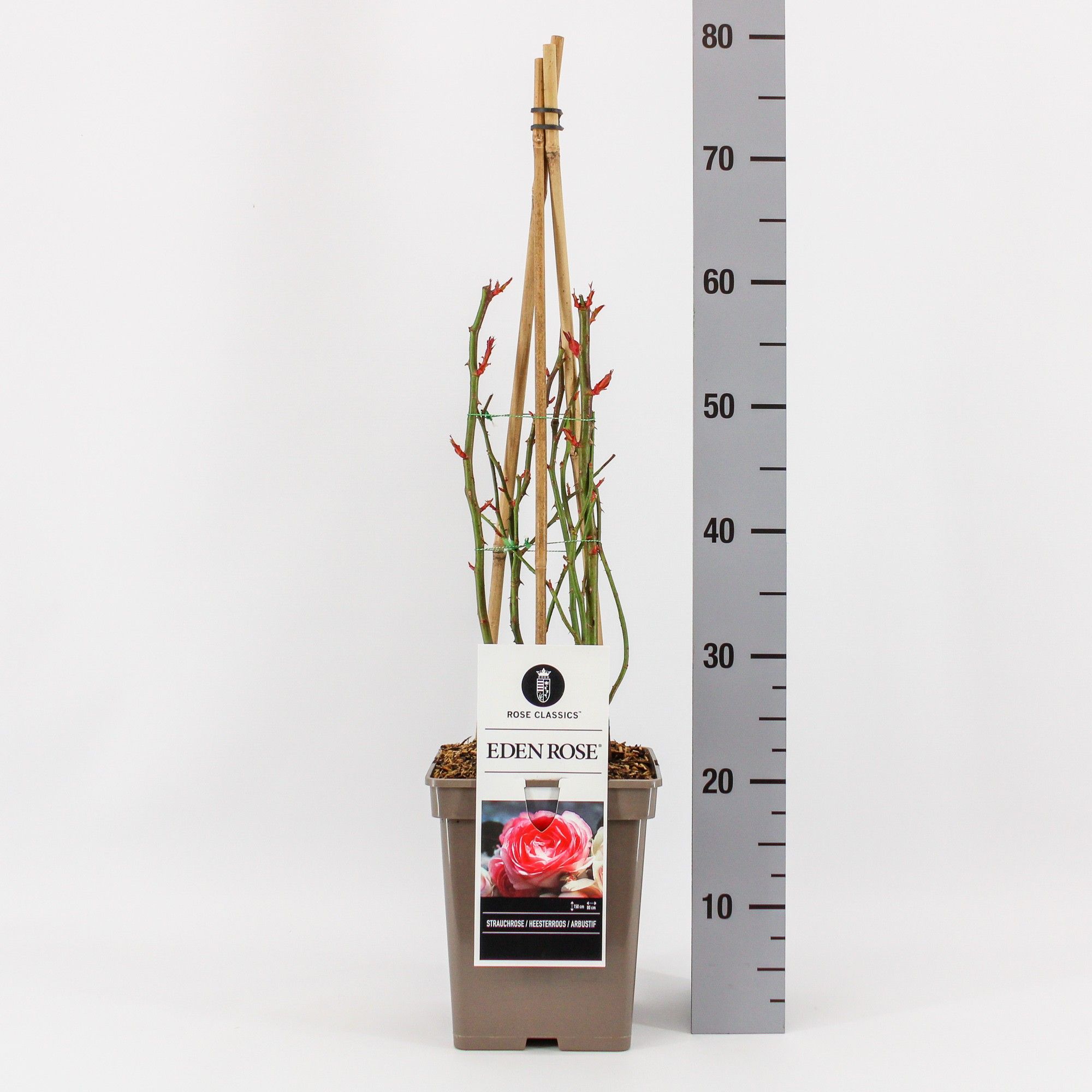 Rosa (H) Eden Rose ®, C5, 4 stok 75cm, D 23