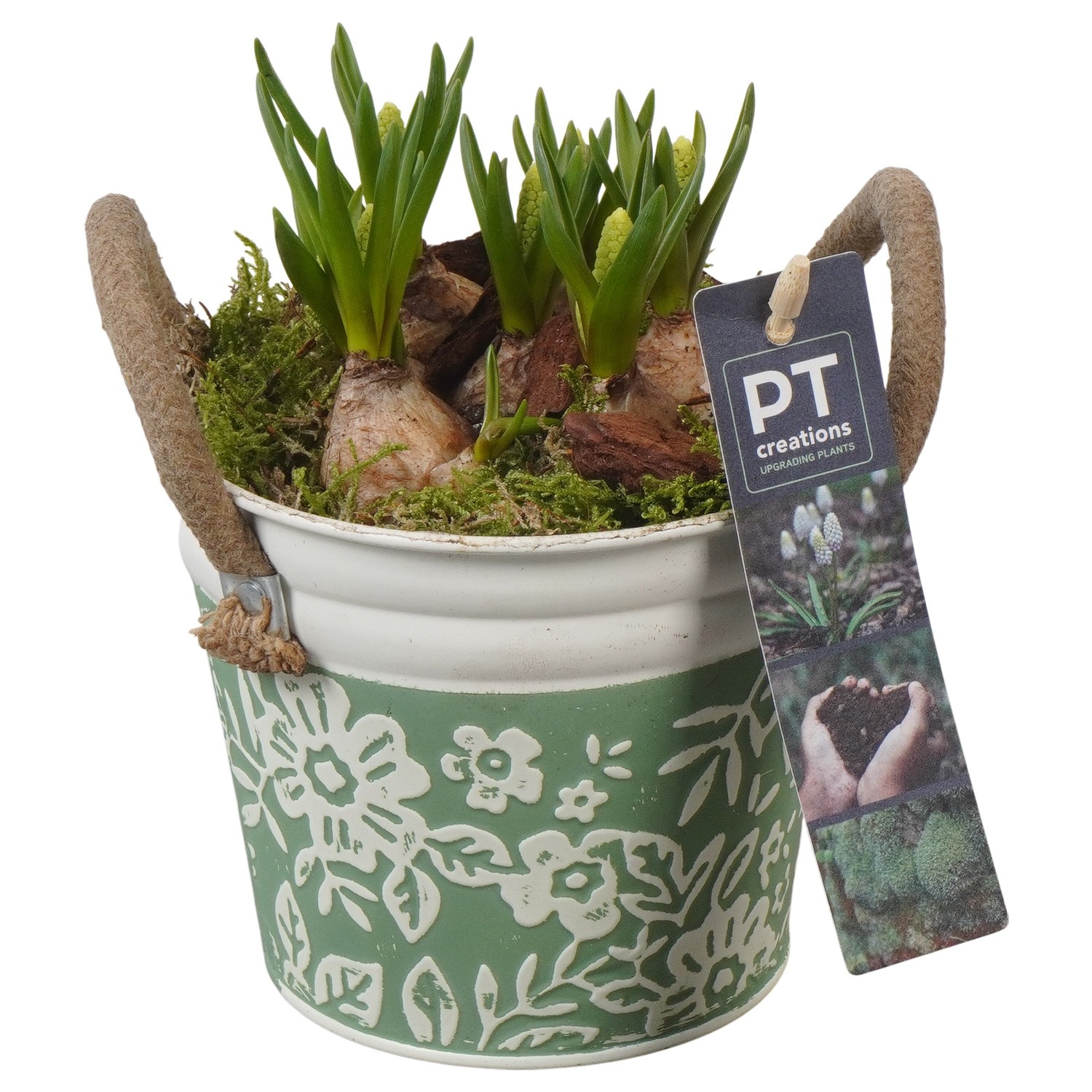 PTWMB8116 Arrangement Muscari White in metalen pot, D 12