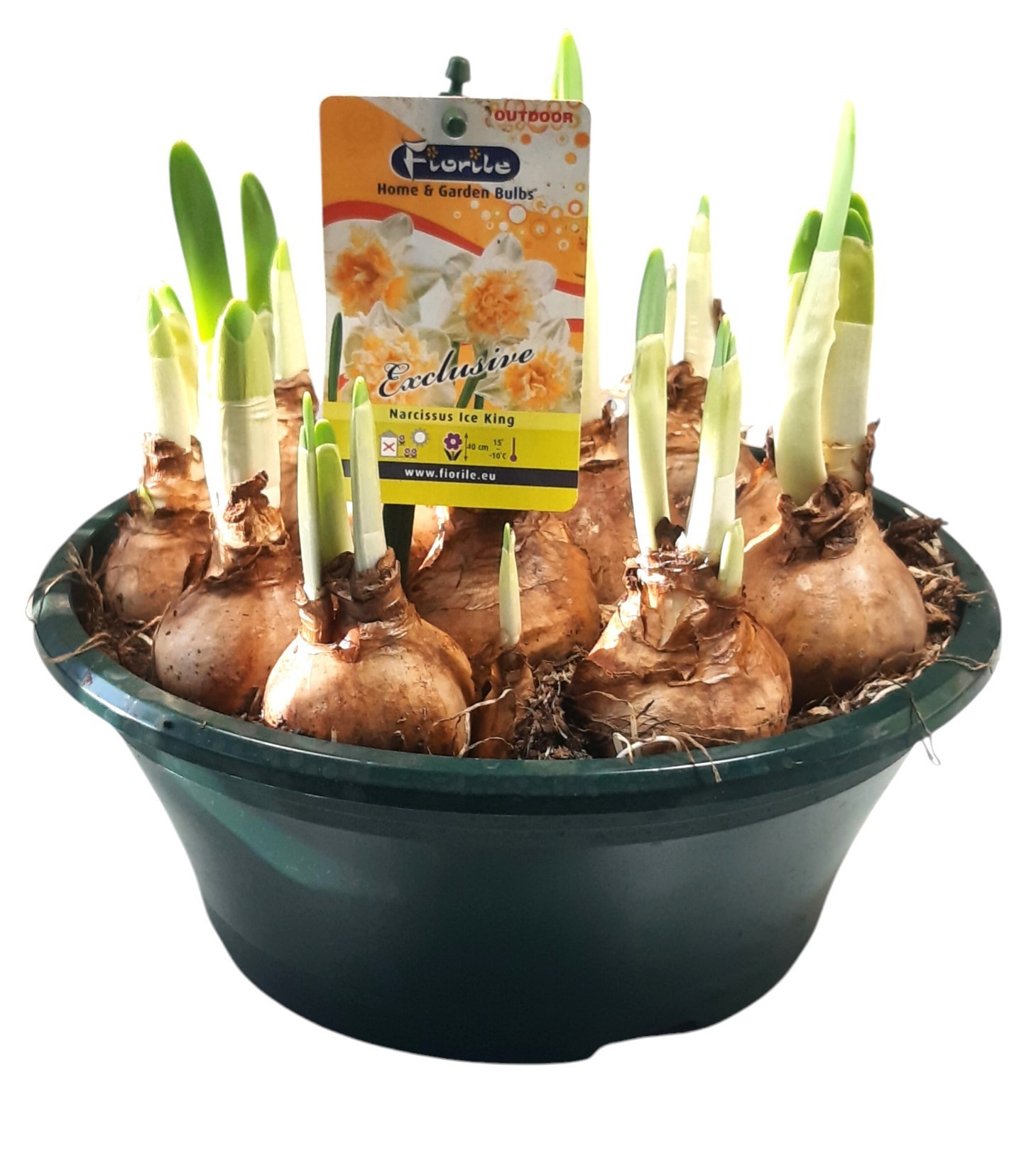 Narcis Geranium schaal 23cm, exclusief, D 23