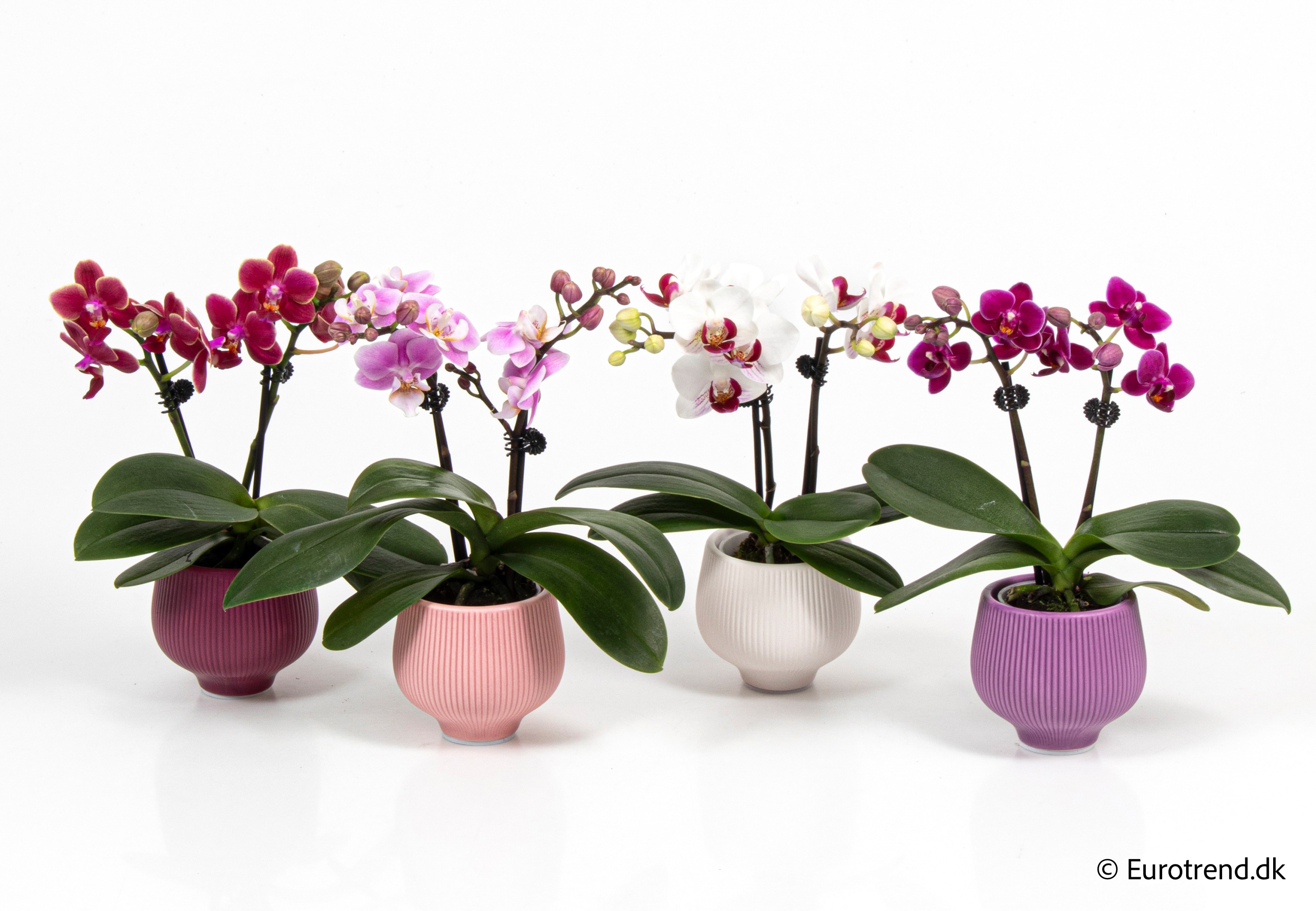 Phalaenopsis in Valentine ceramic 2026, D 6