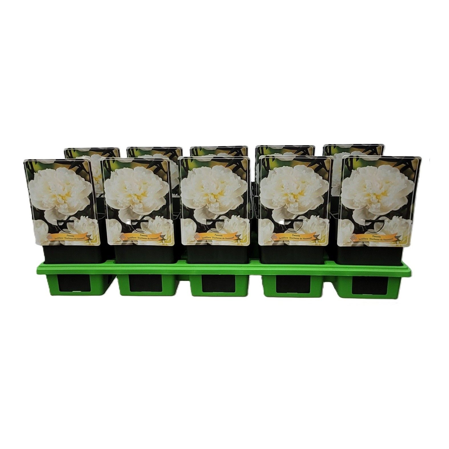 Paeonia Lactiflora 'Duchesse de Nemours' P11, D 11