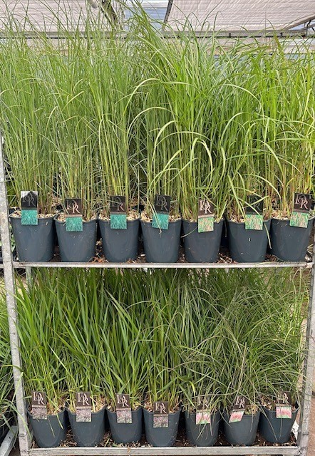 Siergras Excl. Mixcc V5, D 23