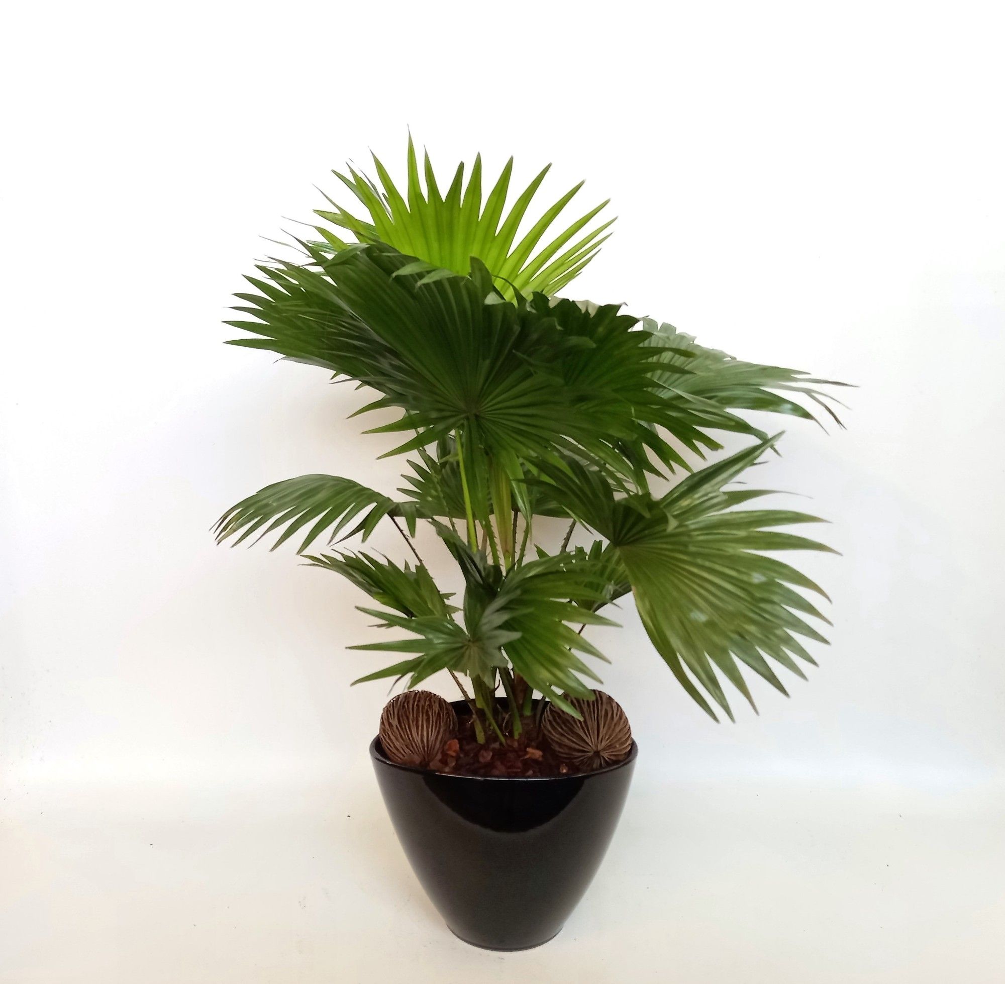 Livistona in Stockholm zwart nr 41, D 26