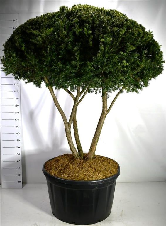 Taxus cuspidata, D 90