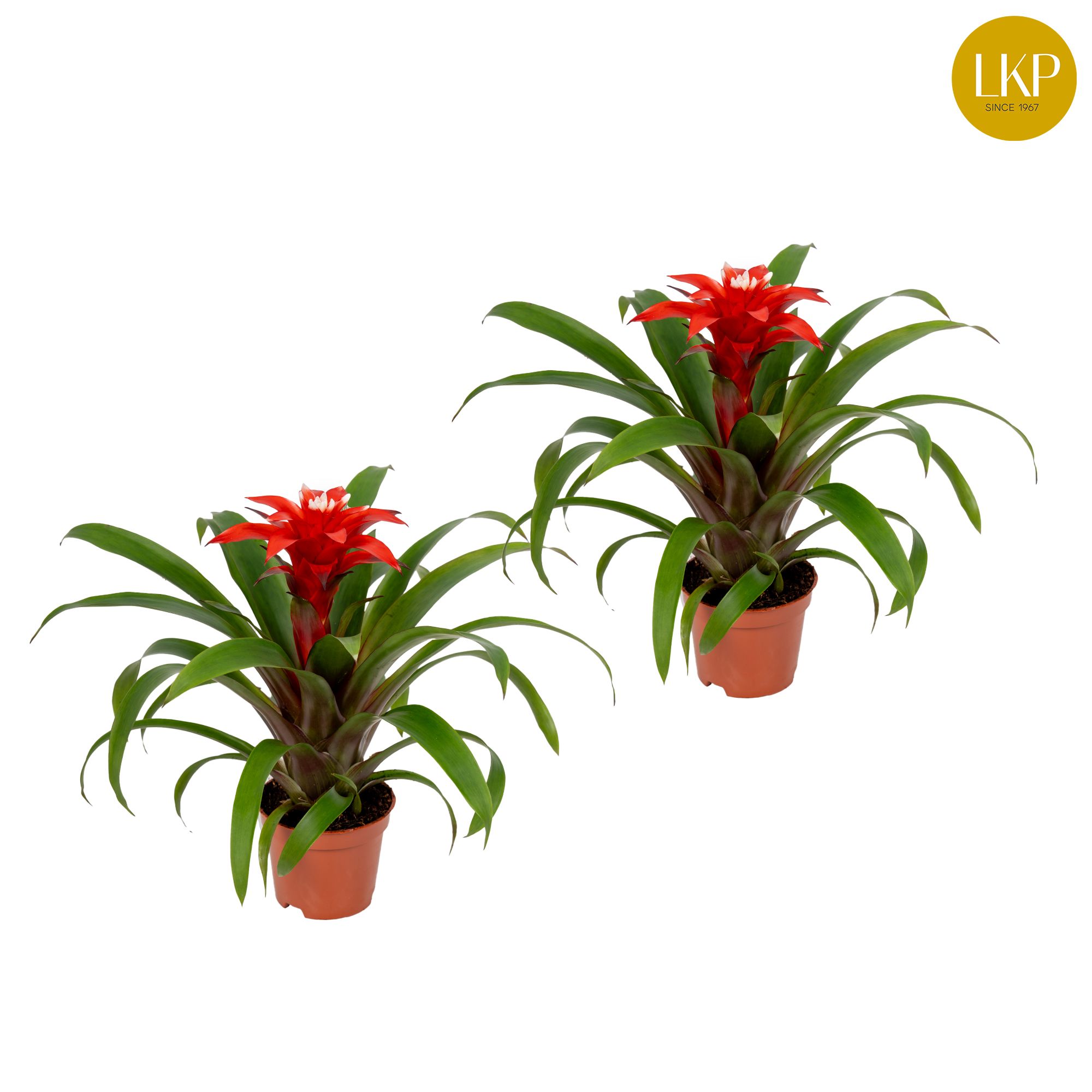 Guzmania Confetti Rood (Zonder Hoes), D 10,5