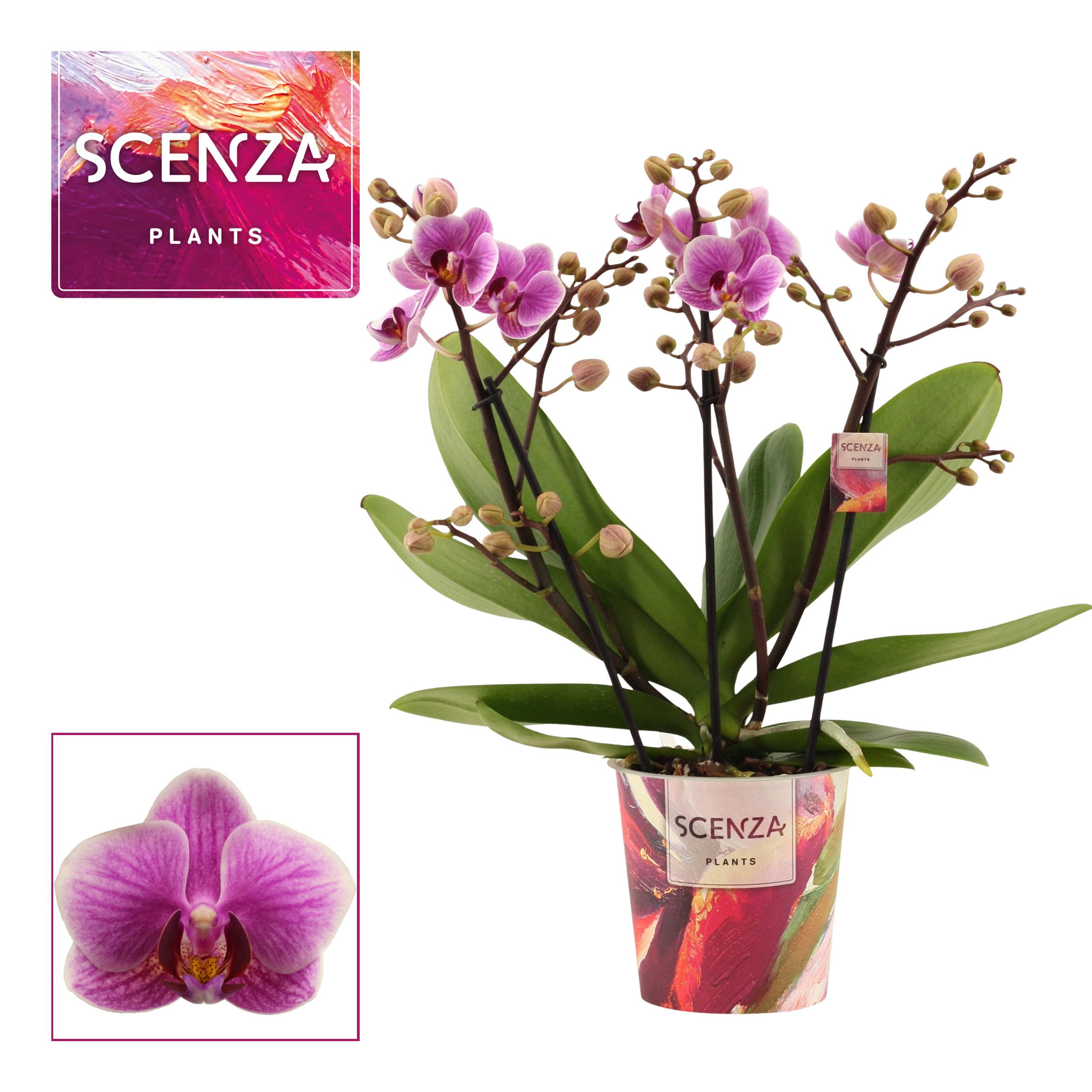 Phalaenopsis dazzling Diva 3-4 tak (Scenza), D 12