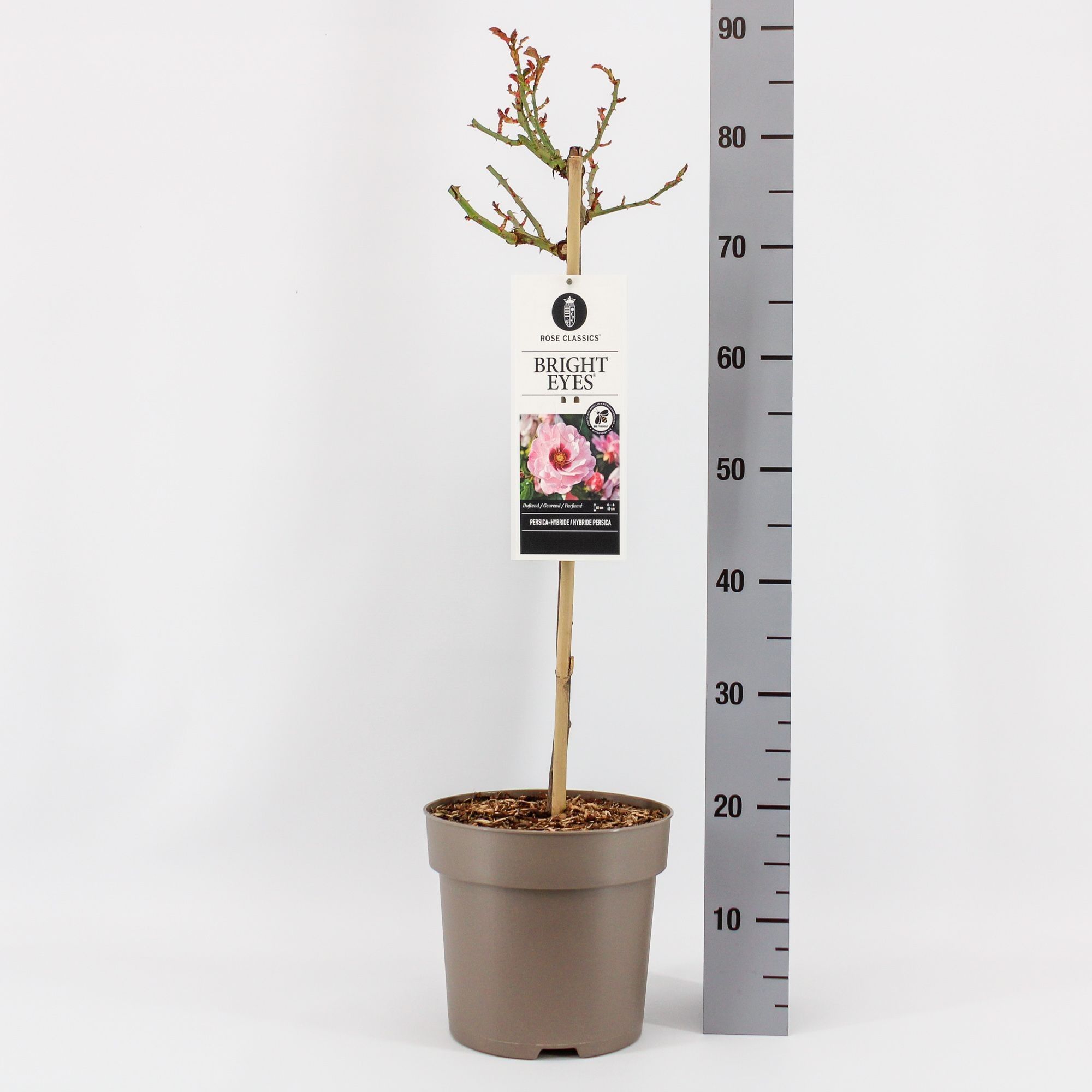 Rosa (Persica) Bright Eyes ®, stam 50, C6, D 24