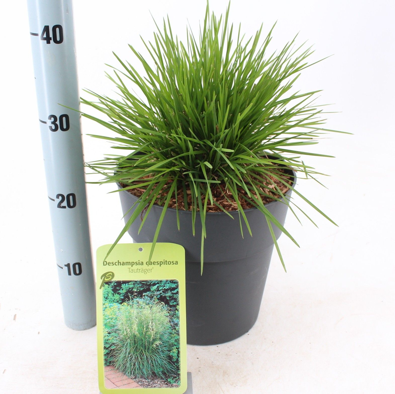 Deschampsia cespitosa 'Goldtau', D 23
