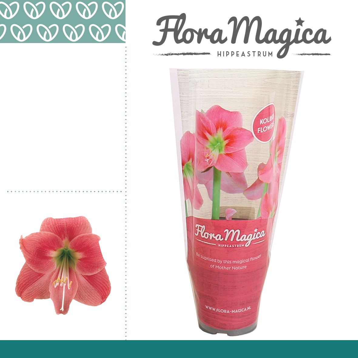 Amaryllis Kolibri Amalfi 2 Knop FM Hoes, D 9