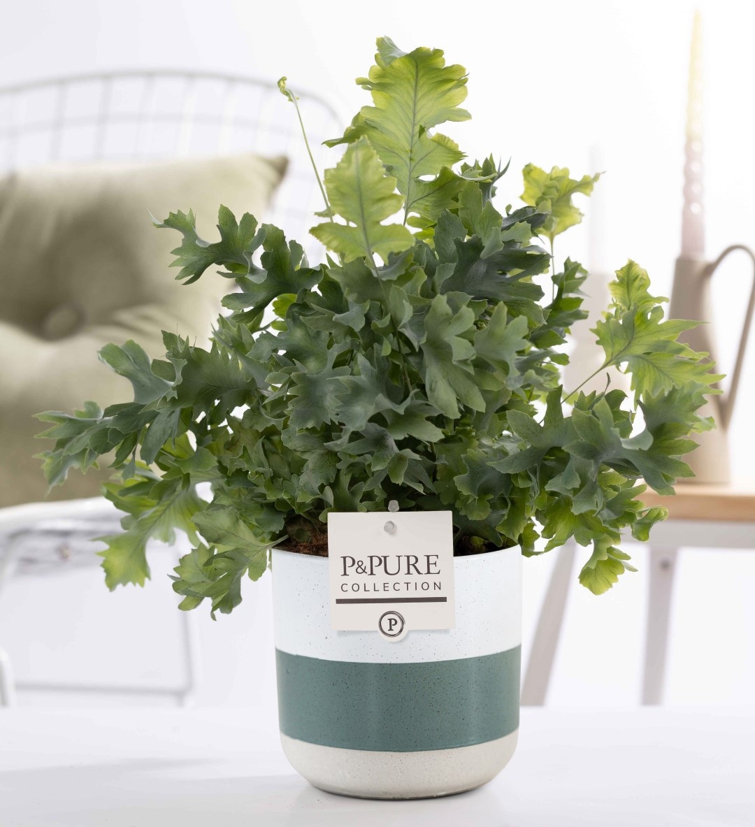 Phlebodium Davana in P&PURE Lauren ceramics, D 12