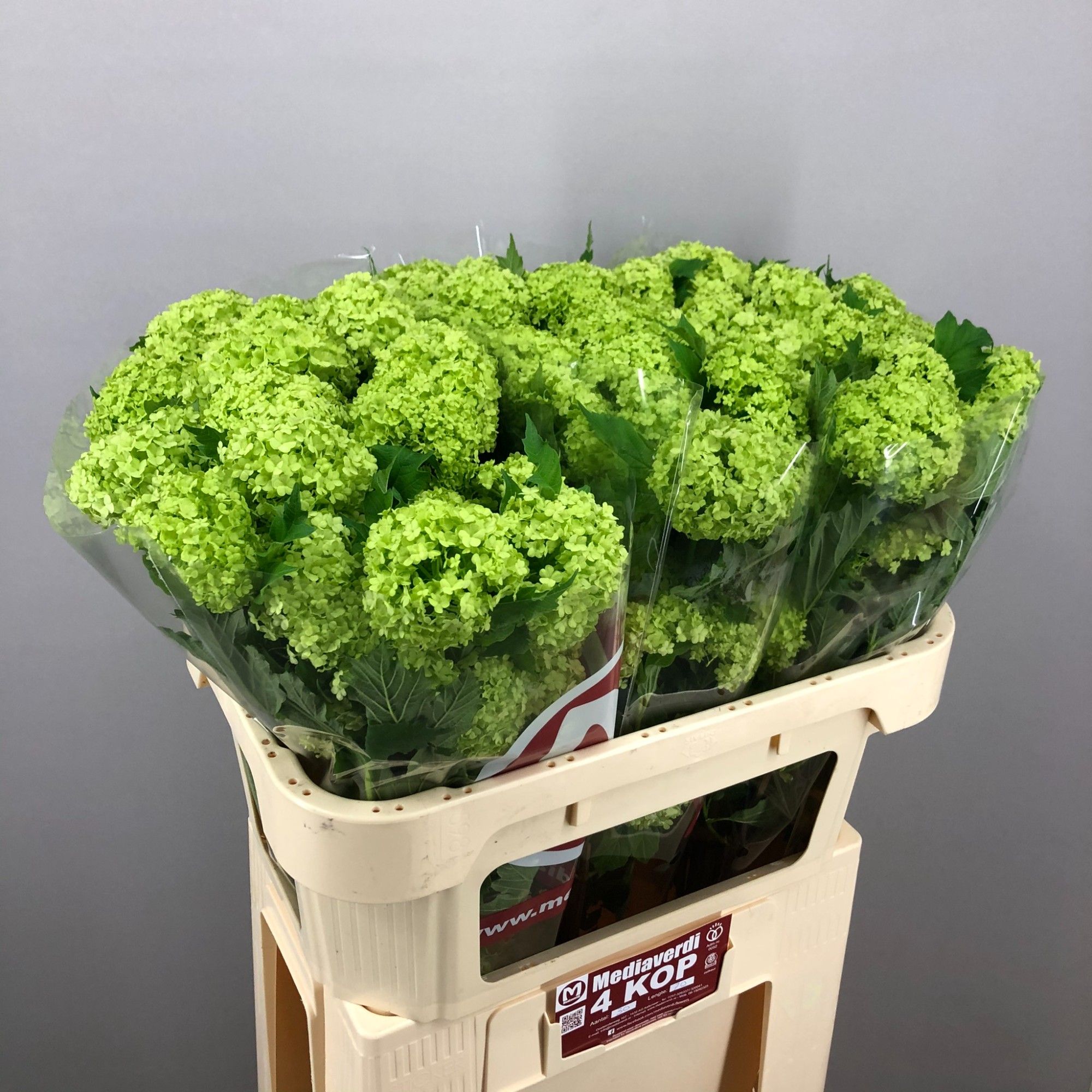 Вибурнум Розеум 70 (зел.), шт.