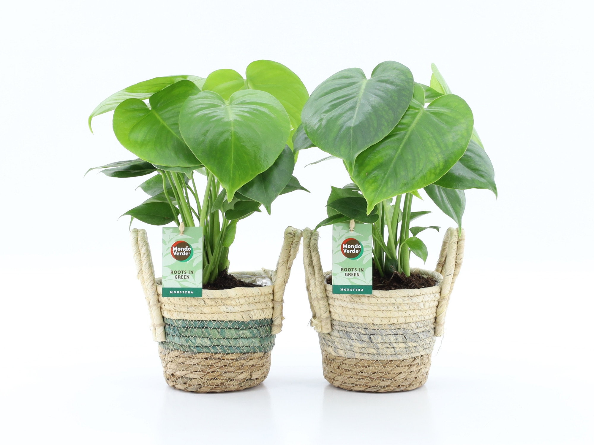 Monstera deliciosa in Noah Stripe, D 14