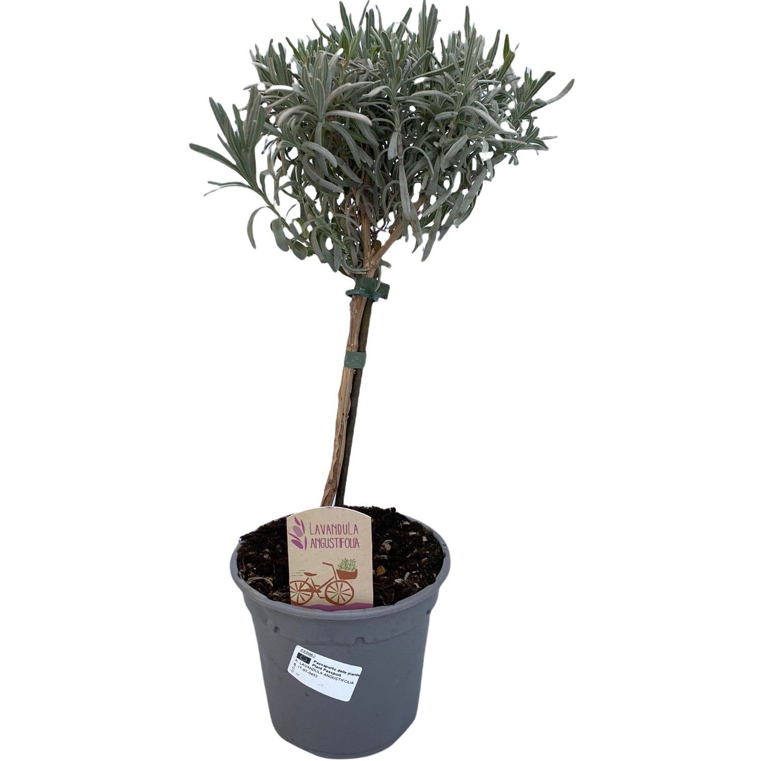 Lavandula angustifolia stam, D 14