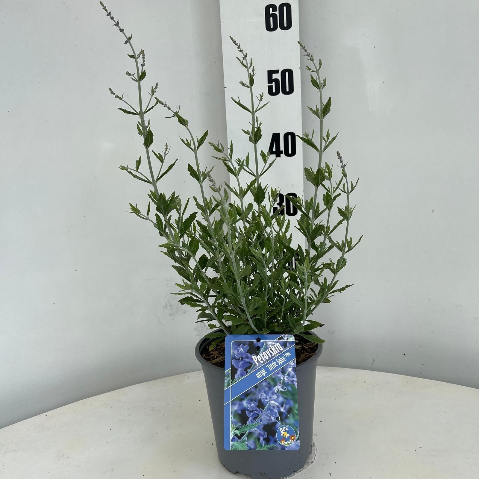 Perovskia atriplicifolia 'Little Spire' PBR, D 17