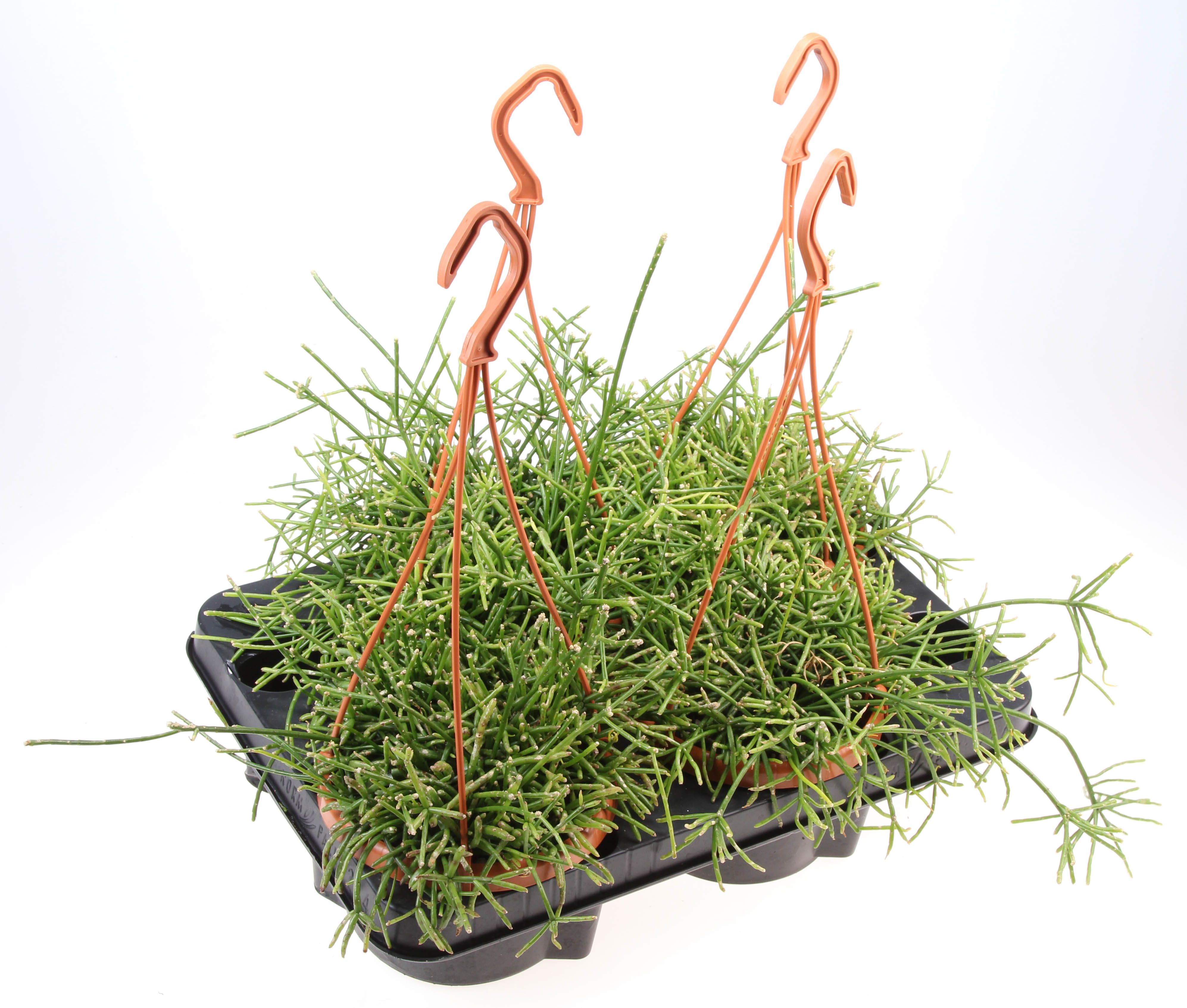 Rhipsalis Hangpot, D 14