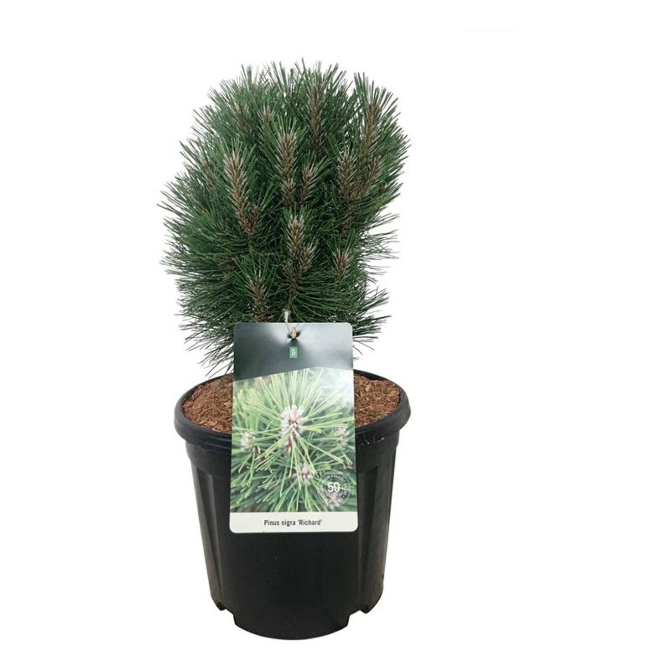 Pinus nigra 'Richard', D 32