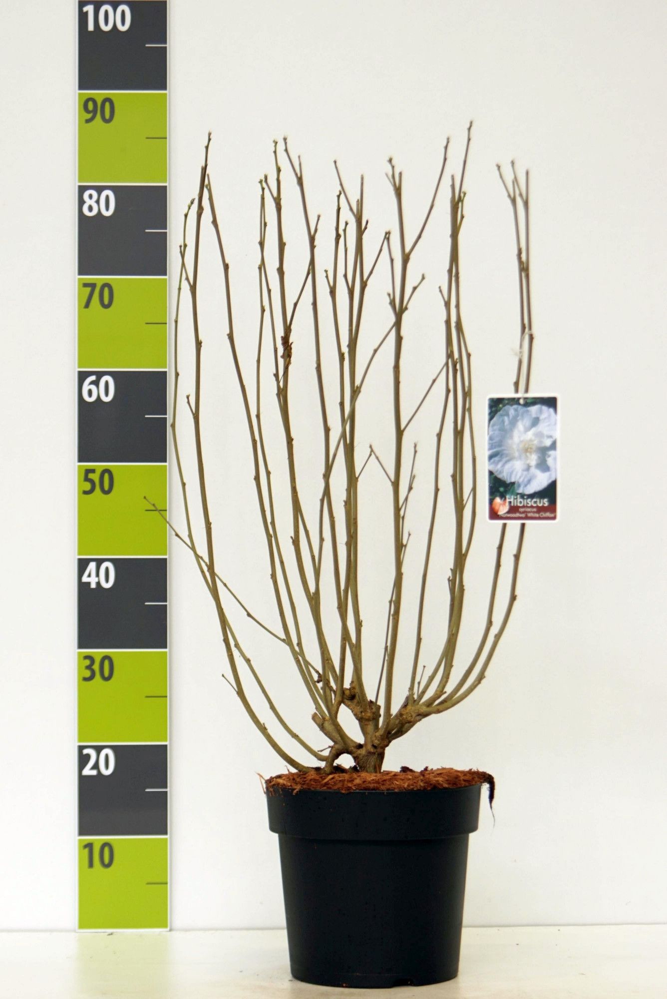 Hibiscus syr. 'White Chiffon' (R) C 4,6, D 23