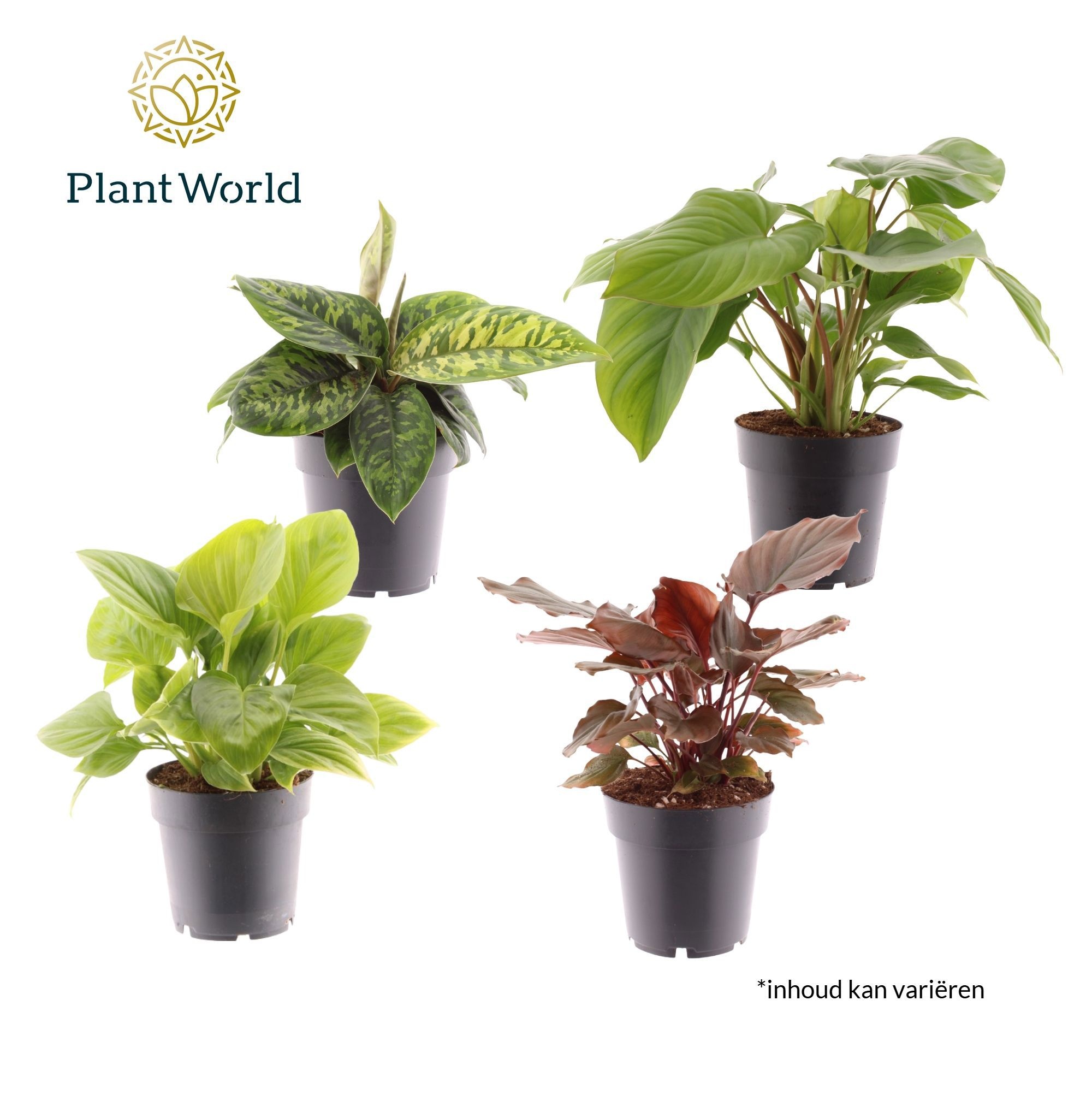 Homalomena mix, D 14