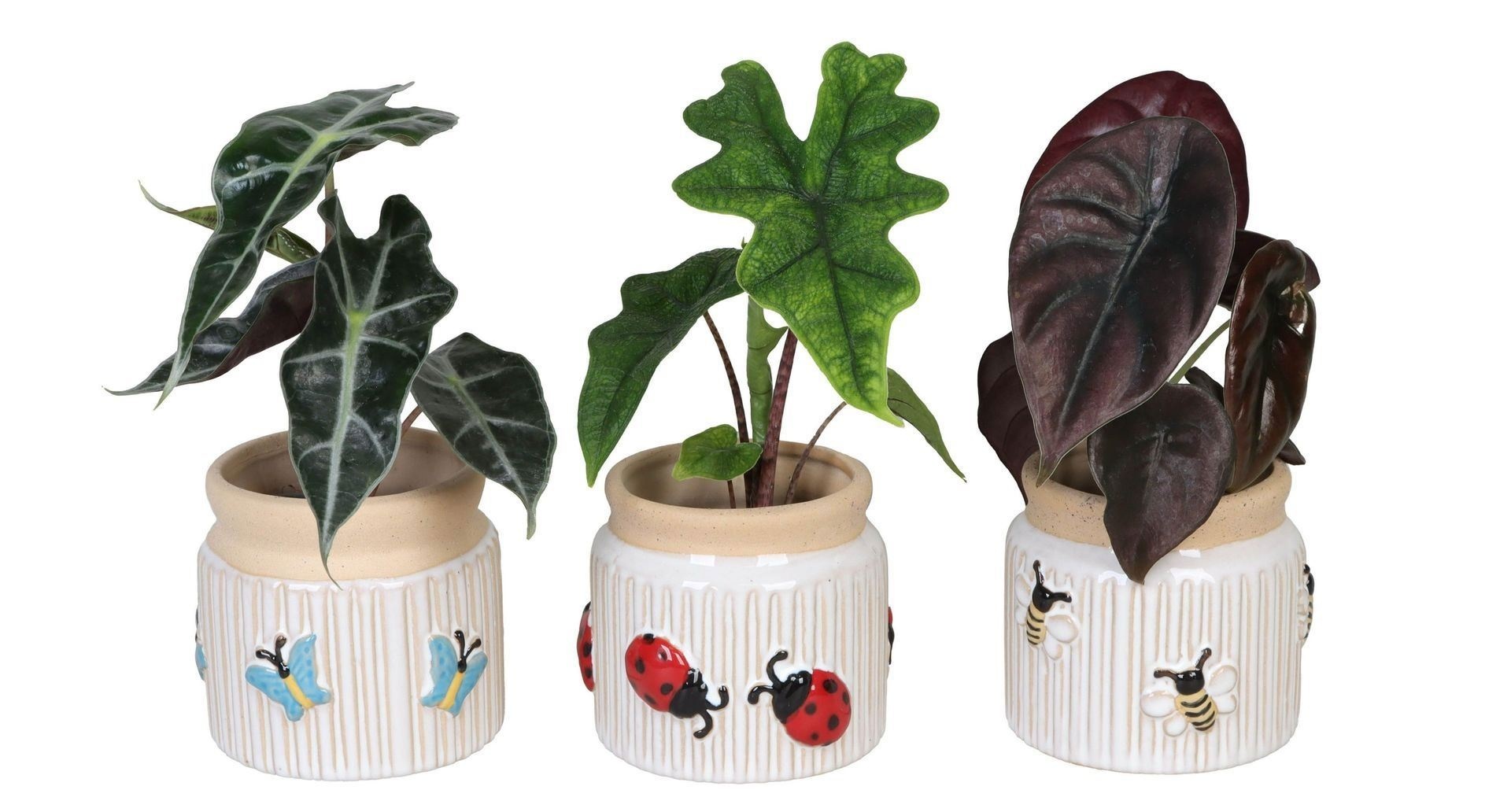 L 66643 with Alocasia Mix 6 cm, D 6