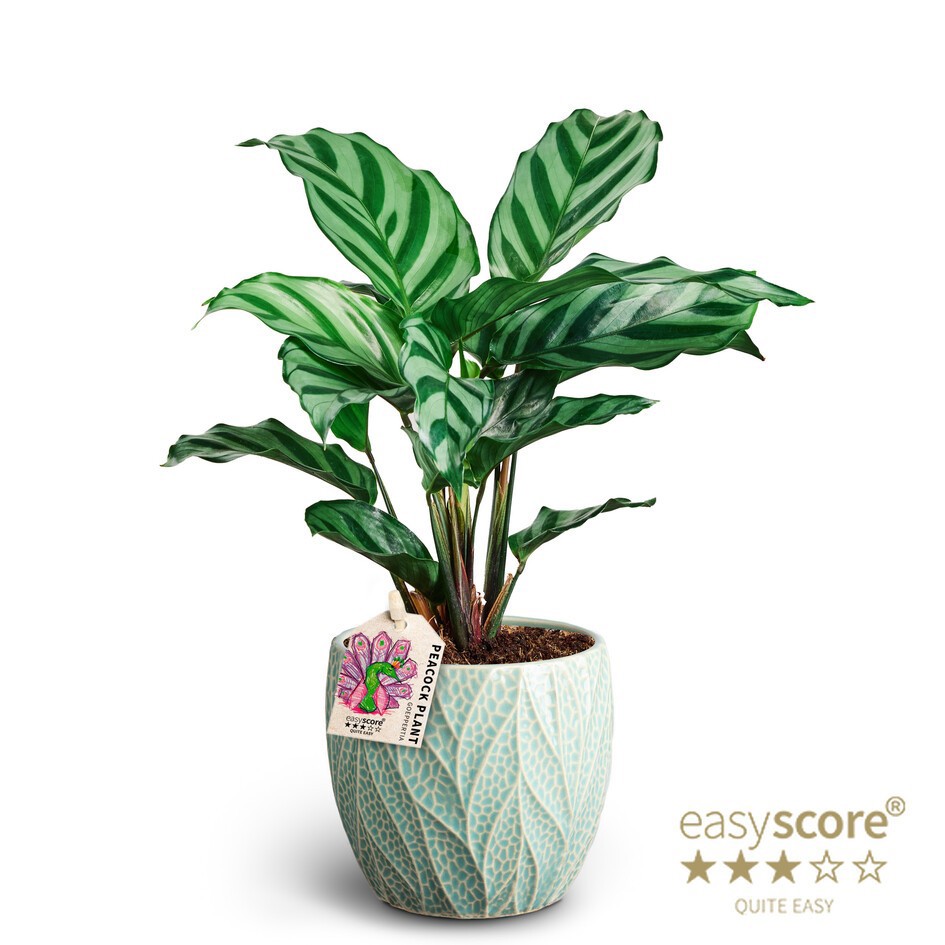 Leaf Ocean, Calathea ´Freddy´, D 10