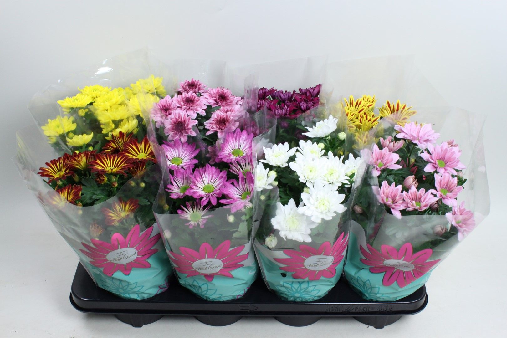 Chrysant Overig Gemengd, D 14