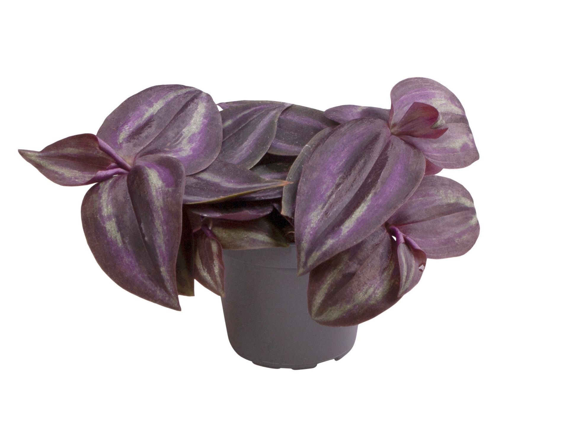 Tradescantia Purple Joy, D 6