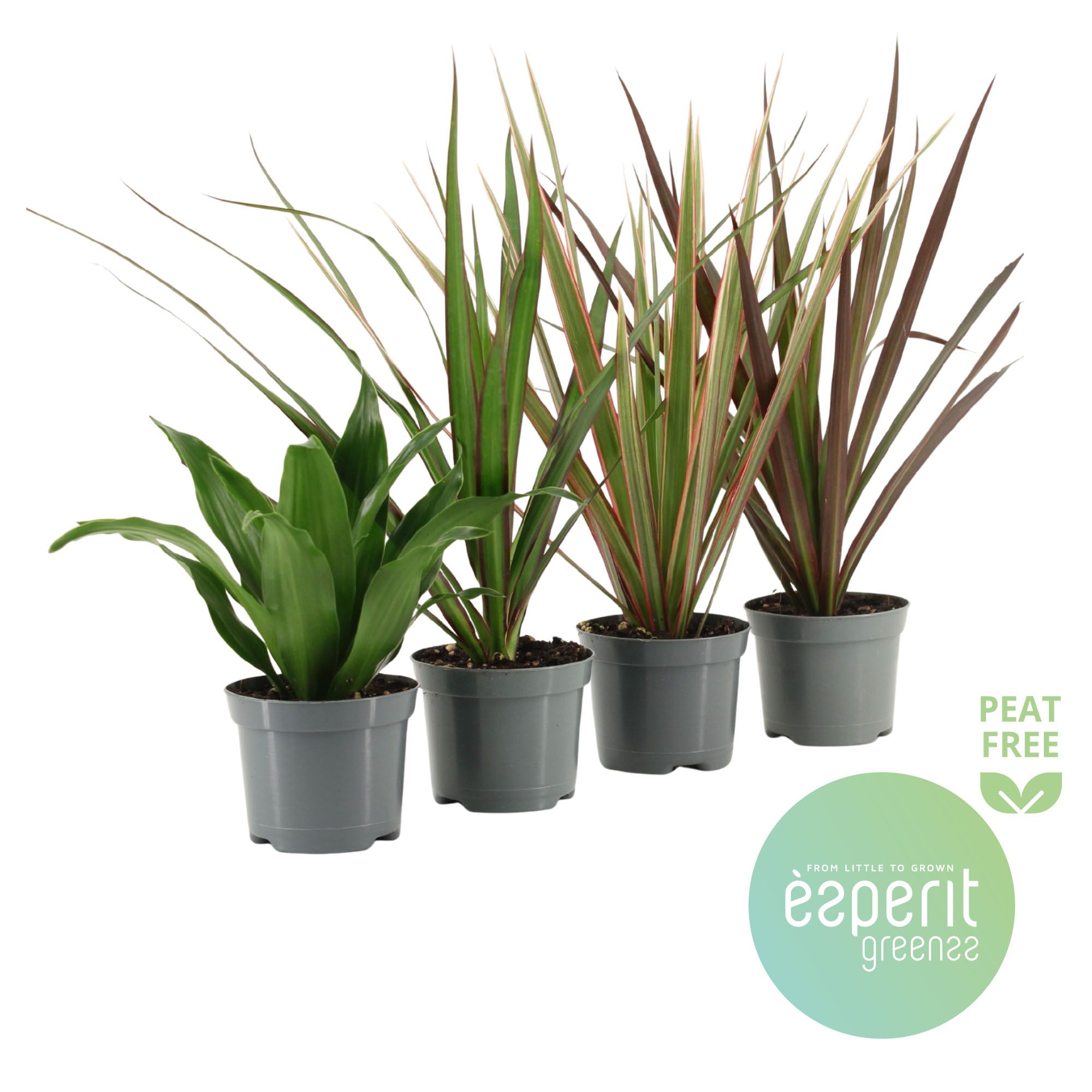 Dracaena Mix 3-4 srt., D 8,5