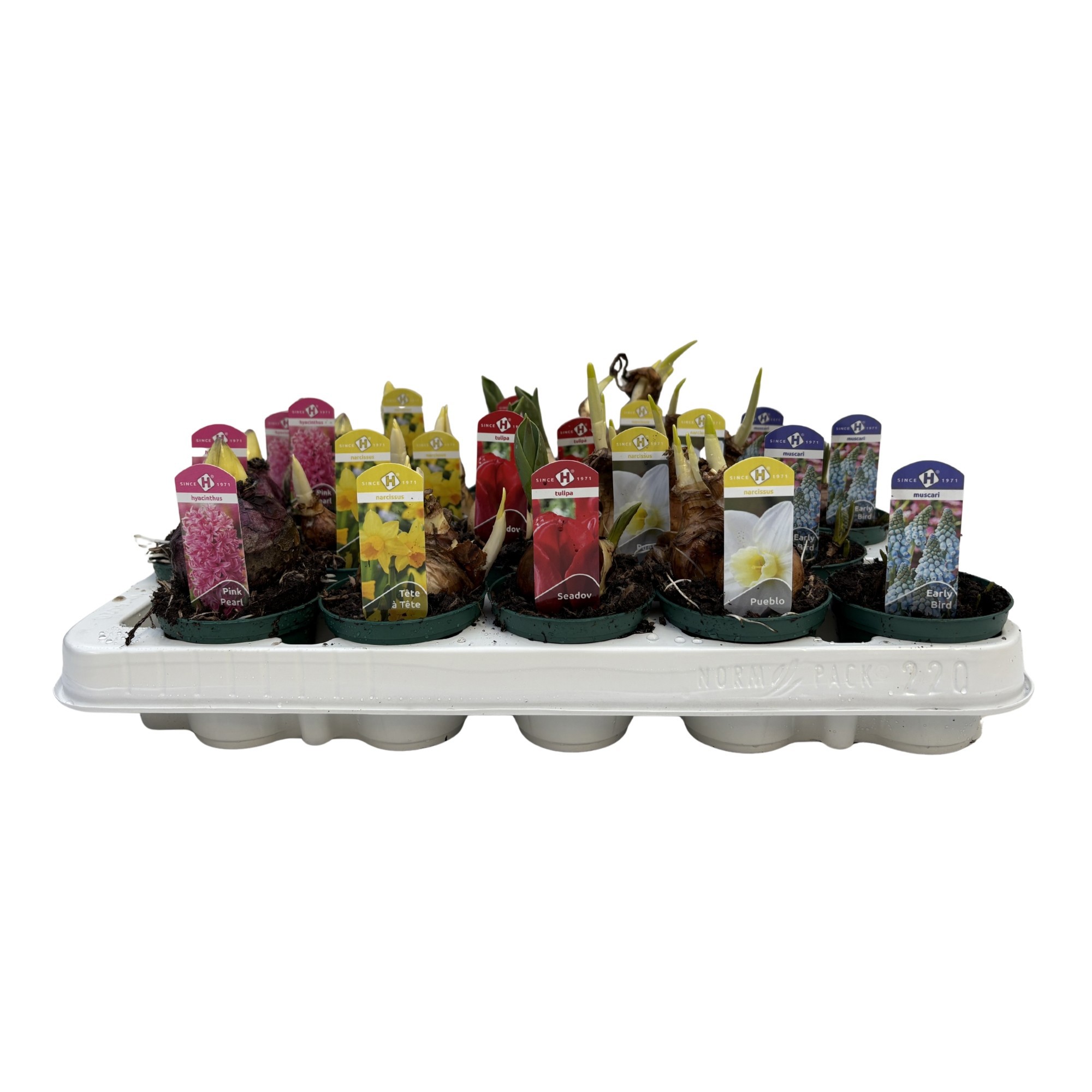 Bollenmix Hyacint/Tulp/Narcis 7 cm., D 7