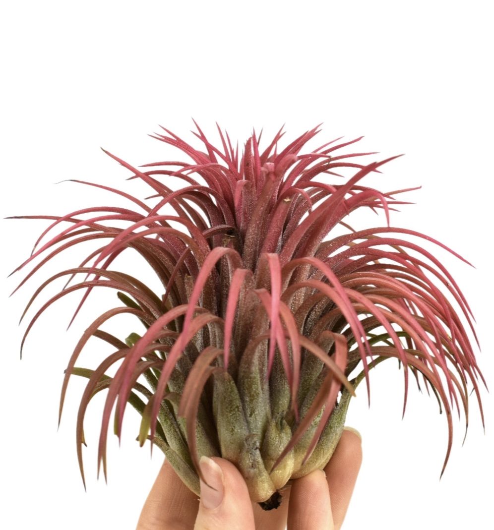 Tillandsia ionantha rood xxxl, D 10