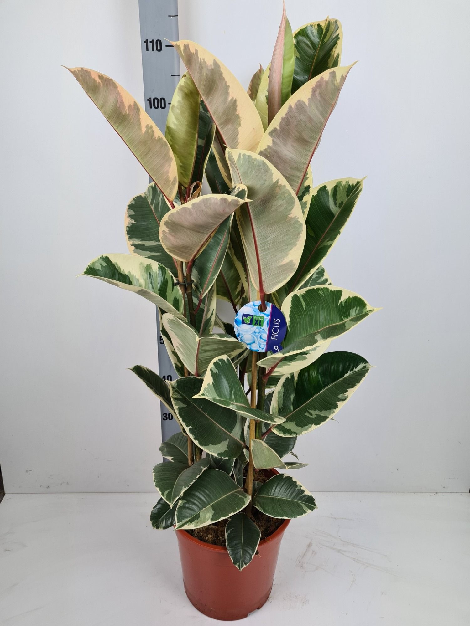 Ficus Tineke, D 27