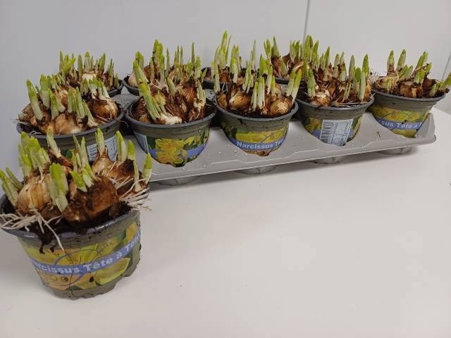 NARC O TETE A TETE, D 12