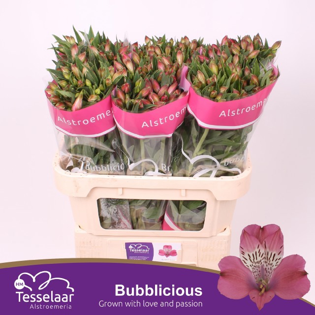 Альстромерия Баблишес (роз.), шт.