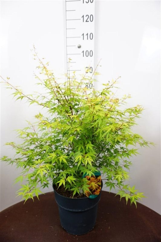 Acer pal. 'Katsura', D 32