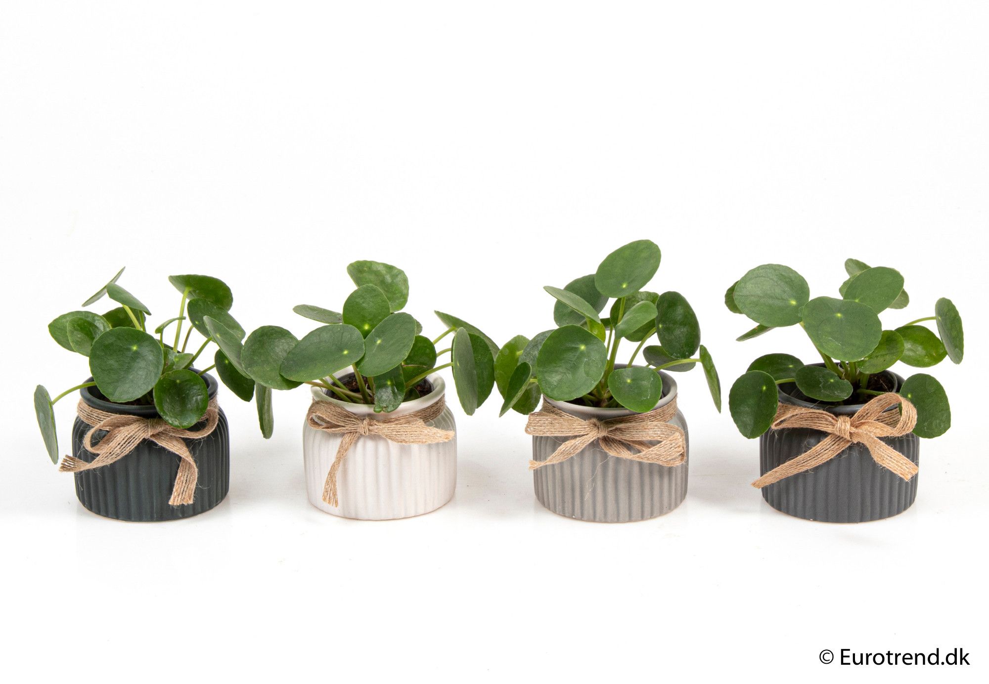 Pilea Pepemioides in ceramic - New Look 2025, D 6