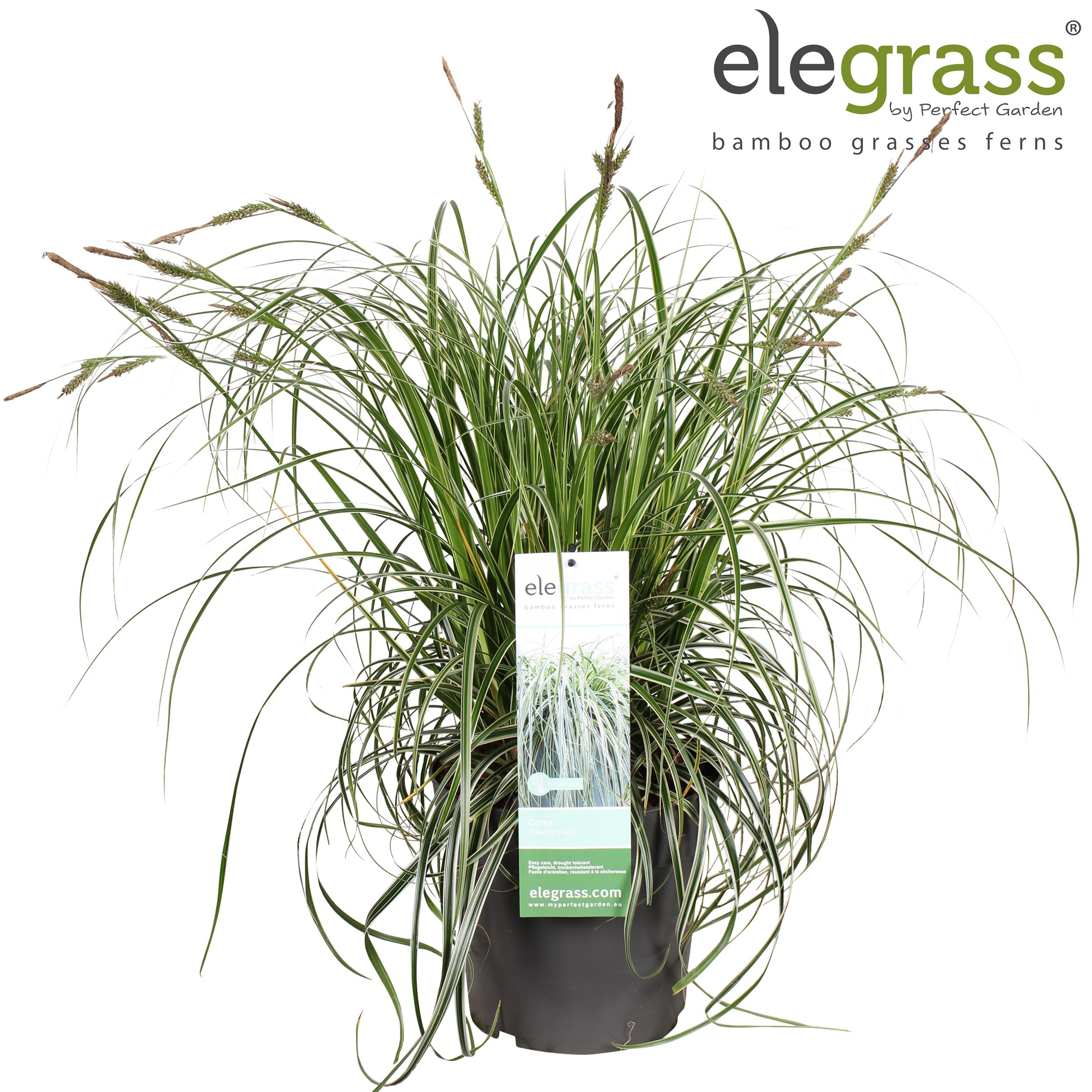 Carex 'Feather Falls' P23, D 23