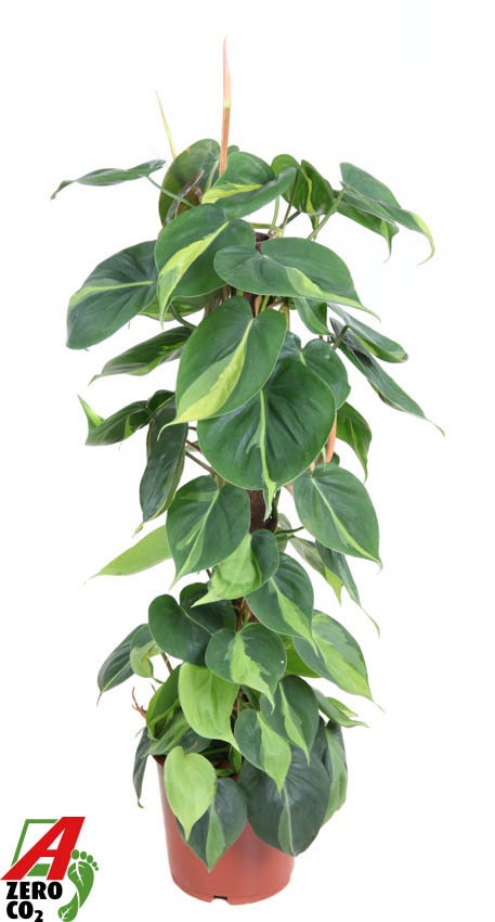 Philodendron Brasil kratiste, D 19