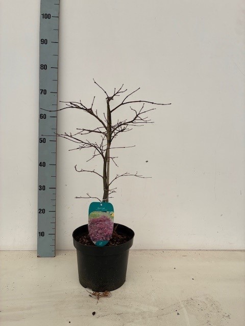 Acer palmatum 'Inaba-shidare' P23 Full CC, D 23