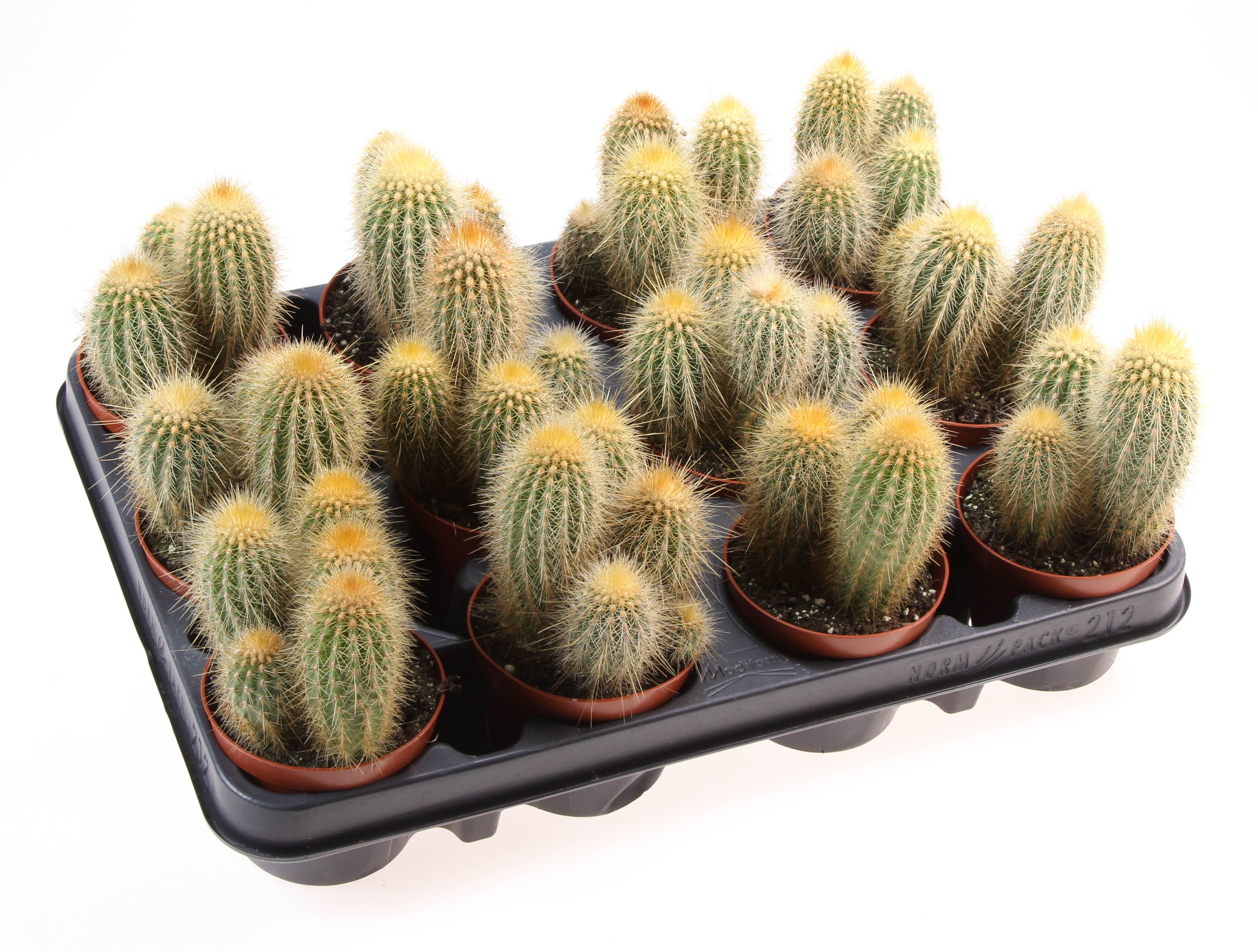 Vatricania guentheri, D 8,5