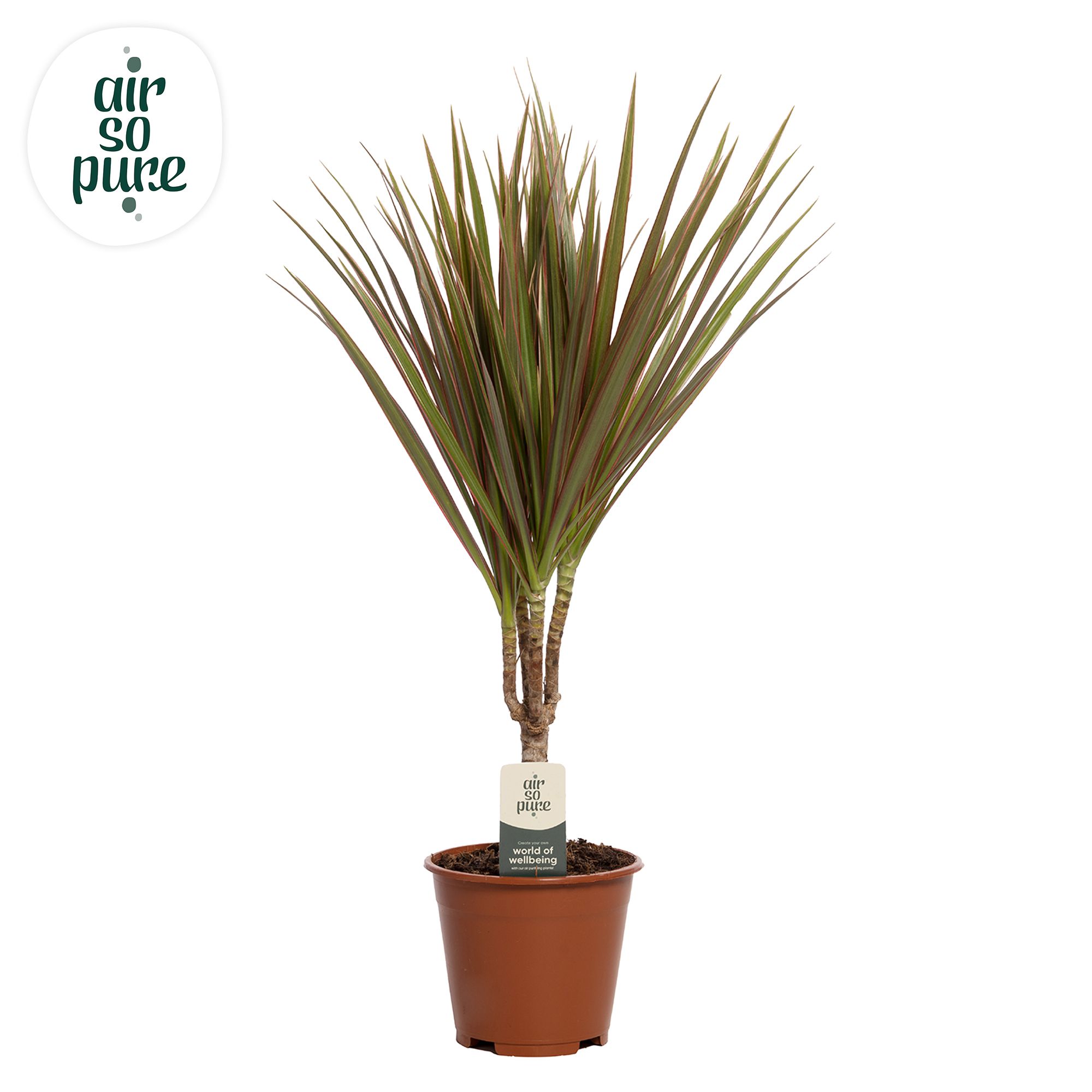 Dracaena Bicolor p14 (Air so Pure), D 14