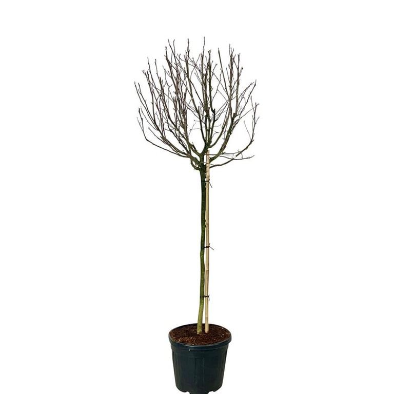 Magnolia stellata 'Rosea', D 50