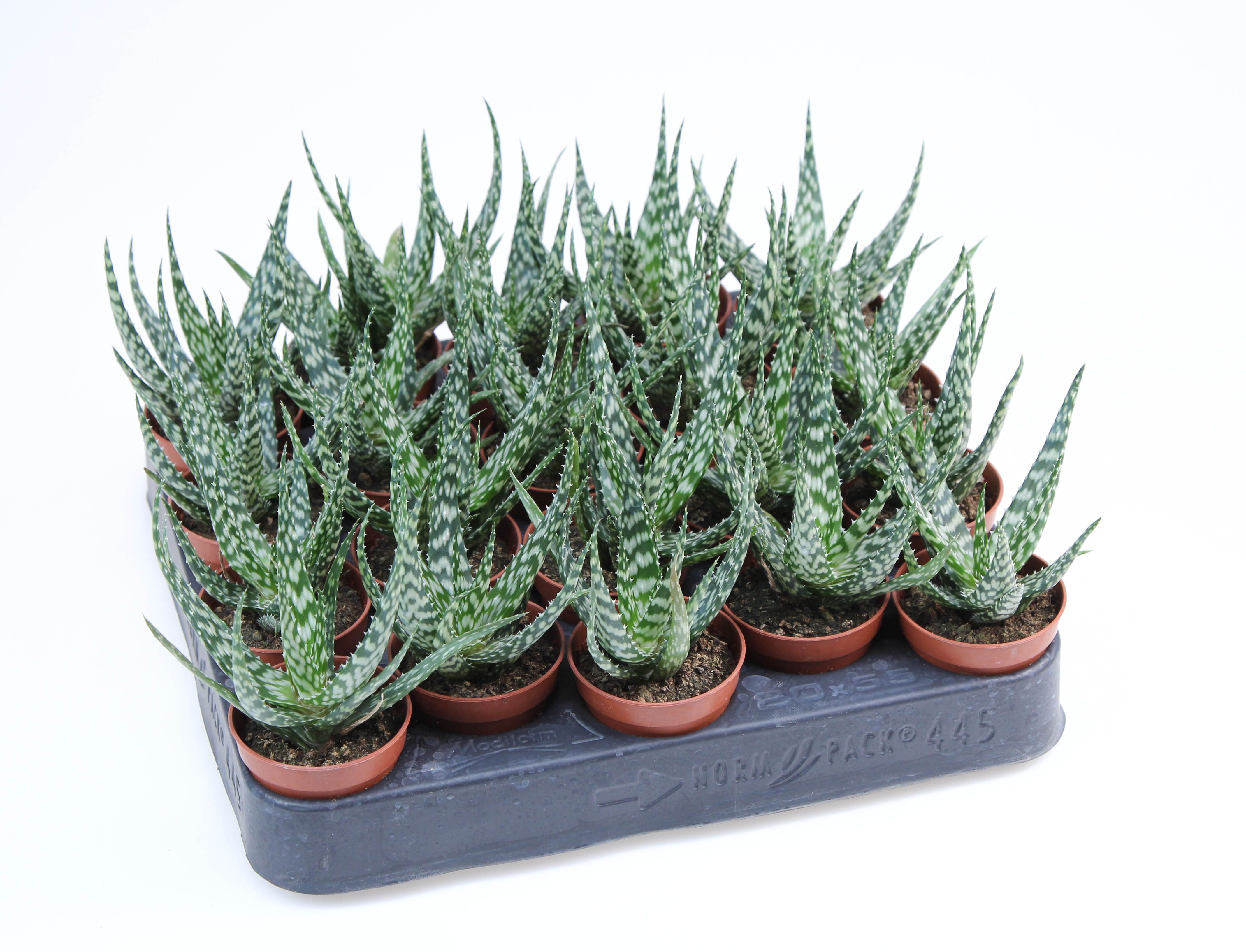 Gasteraloe Mingo, D 5,5