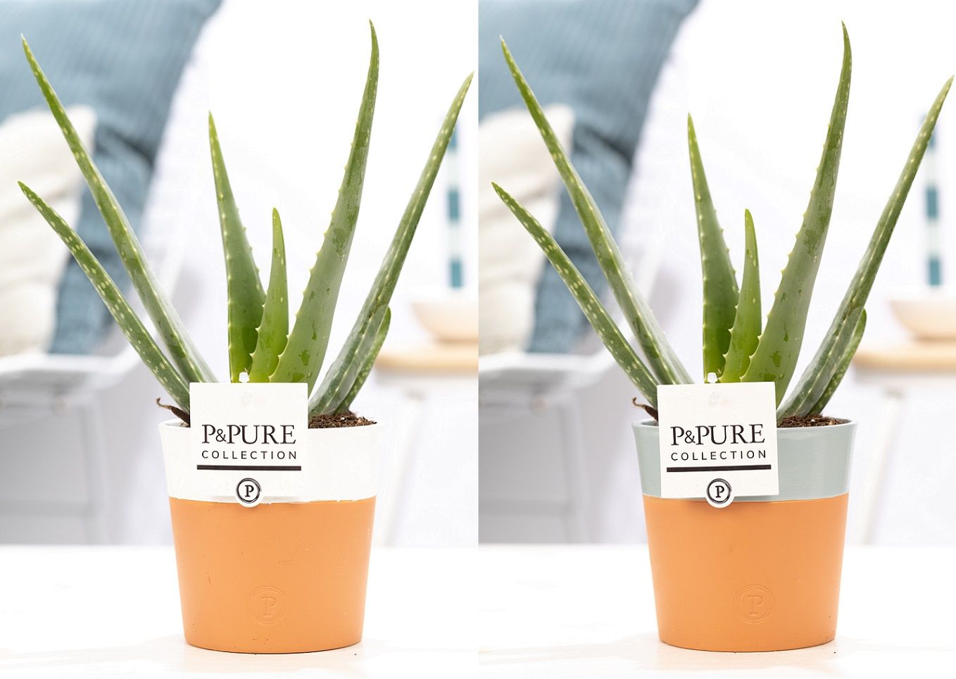 Aloe Vera in P&PURE Terra Cotta 4 ass.2, D 12