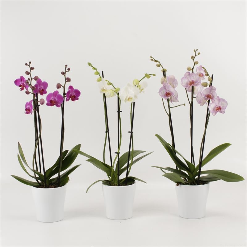 Phalaenopsis gemengd 3 tak gemengd in wit keramiek, D 12