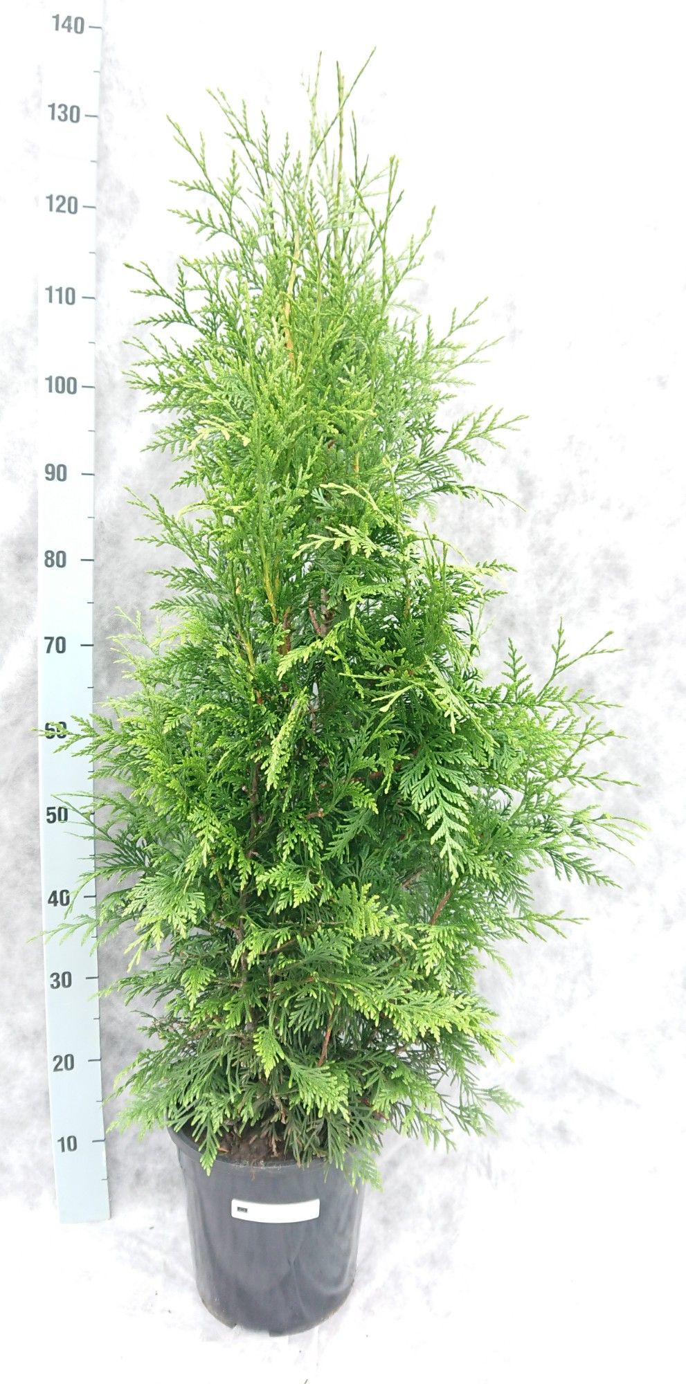 Thuja pl. Excelsa 120, D 24