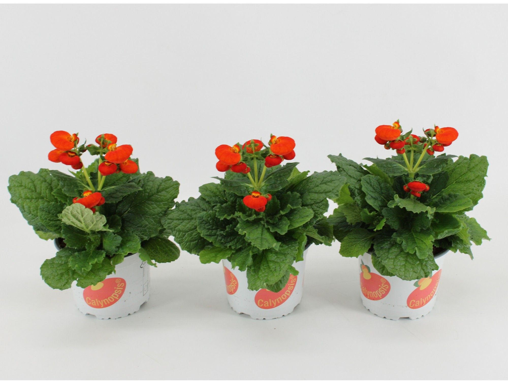 Calceolaria Calynopsis Oranje, D 15