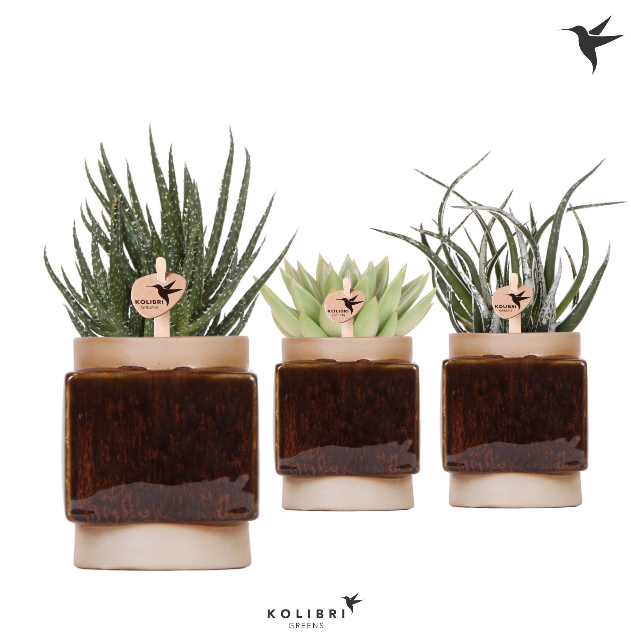 Kolibri Greens Succulenten mix in Classy Cube pot, D 9