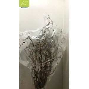 Корилус Конторта 80, шт.